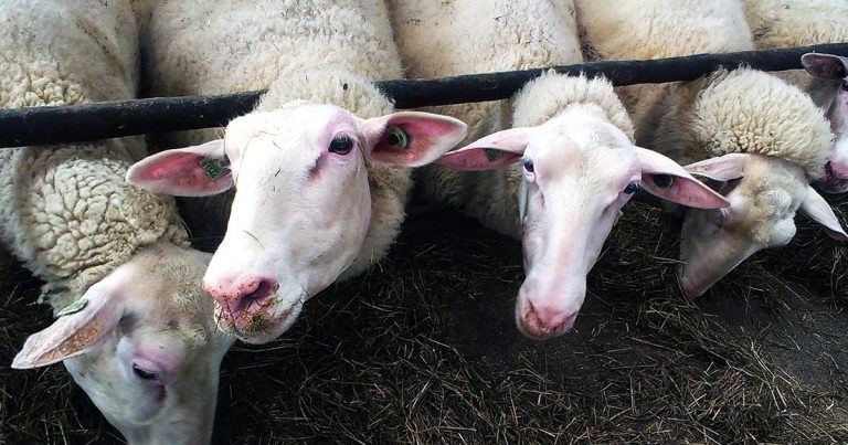Antibiotic resistance in dairy sheep and goats