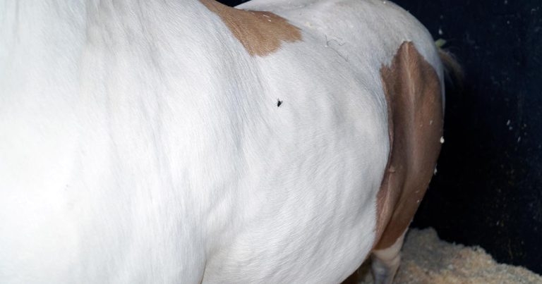 Diagnosing endocrine laminitis