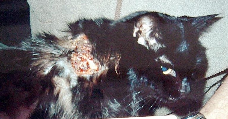 Cat vaccination protocols part 1 – understanding adverse reactions