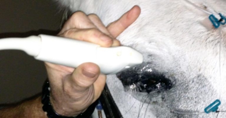 Equine ocular ultrasonography