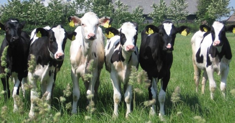 Preventing calf pneumonia