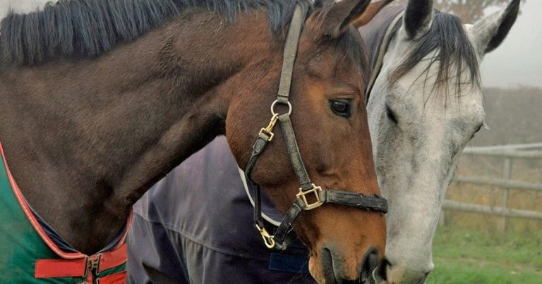 Preventive health and welfare in horses: what to tell owners