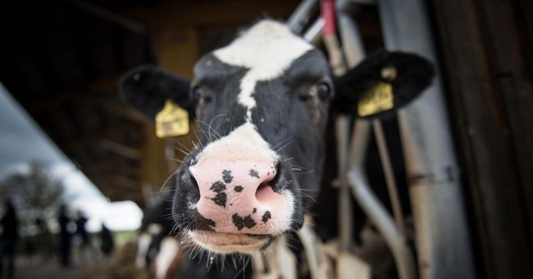 Practices urged to take part in bTB vaccine trials