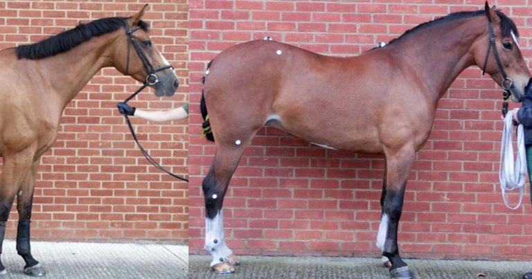 Hindlimb conformation and lameness in sports horses