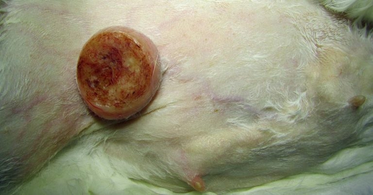 Spontaneous mammary tumours, part 1: rabbits and guinea pigs