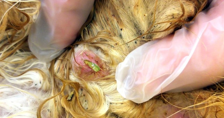 Unusual case of grass seed foreign body found in a cat
