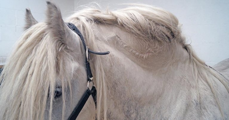 Management of obesity-related equine laminitis part 1: planning