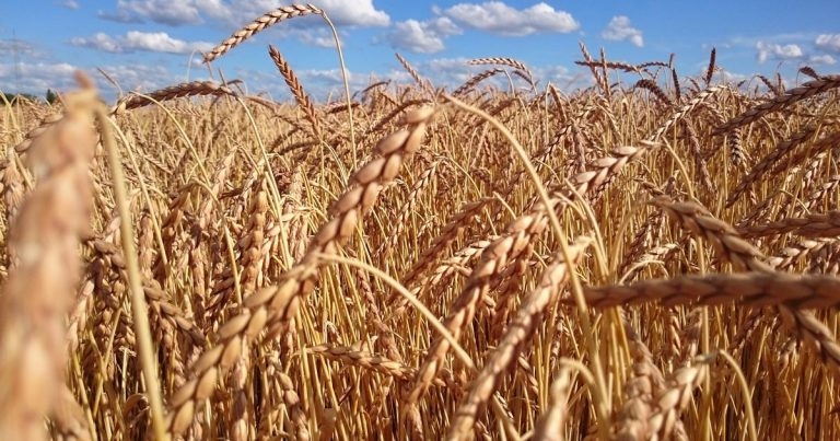 Cereals and grains found in dog food – a health benefit or risk?