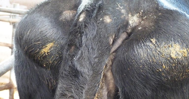 Ectoparasite infestation in winter-housed dairy cattle
