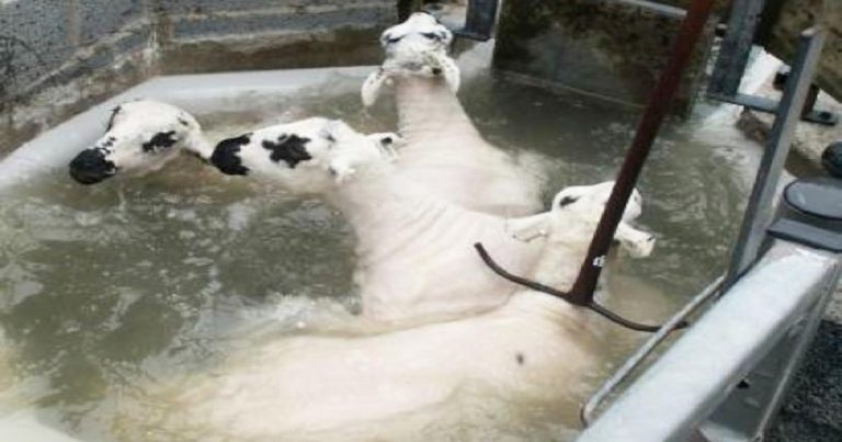 Plunge dipping – an age-old treatment for 21st century