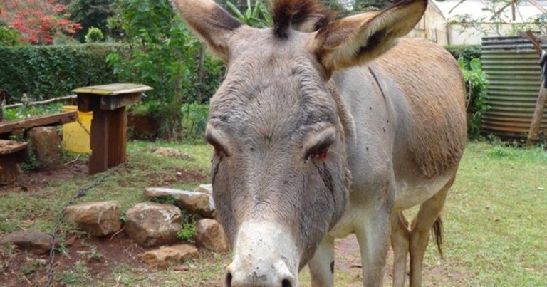 Exotic disease threats to UK equine population