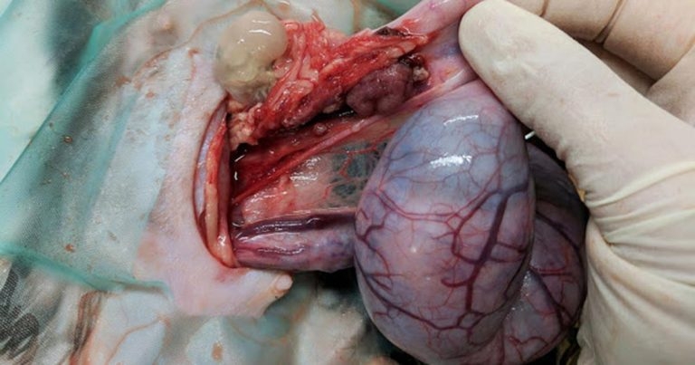 Case study of traumatic uterine rupture in a cat