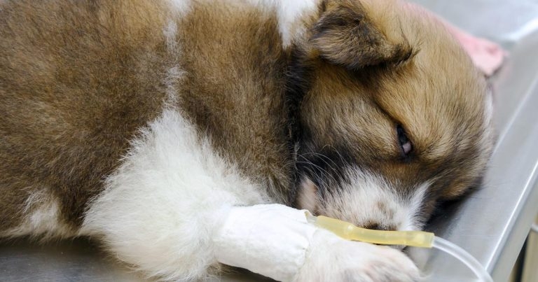 Gastrointestinal disorders in dogs – diagnosis and treatments