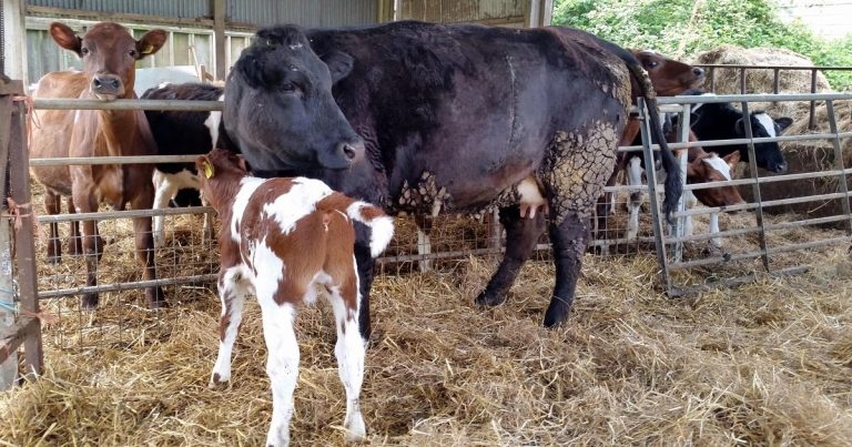 Benefits of peer-to-peer vet learning