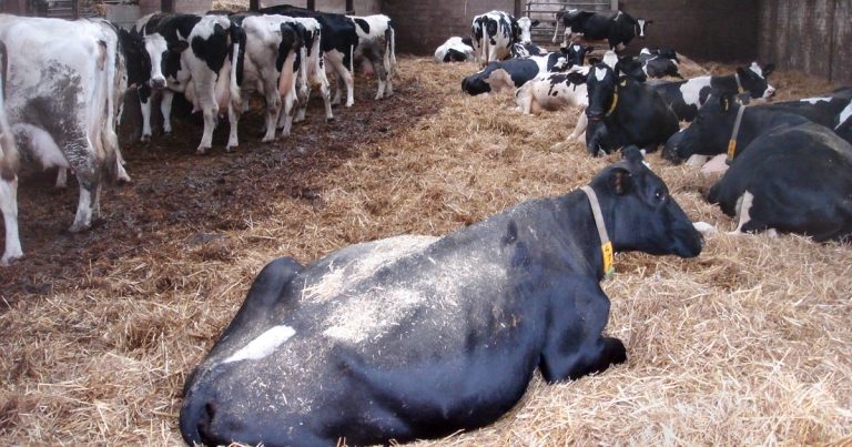 Mastitis: advice for controlling it in dry period and post-calving