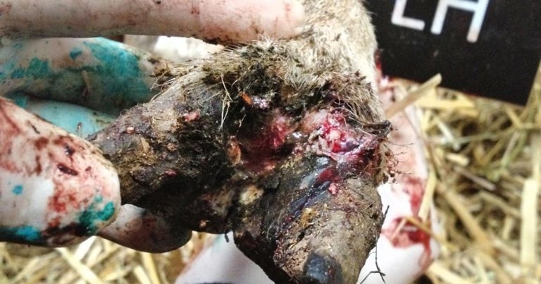 Sheep lameness: risks, causes, treatment and management