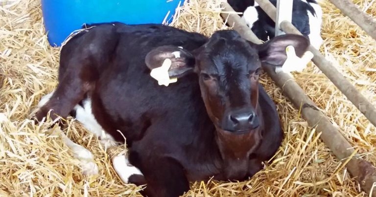 BVD: why eradication is necessary and how to achieve it