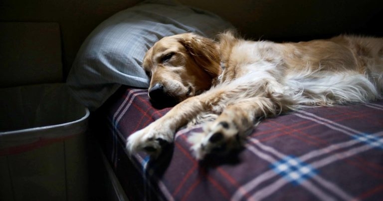 Zoonosis in the bedroom