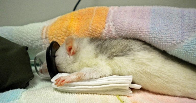 The rodent patient: how to deal with common emergencies