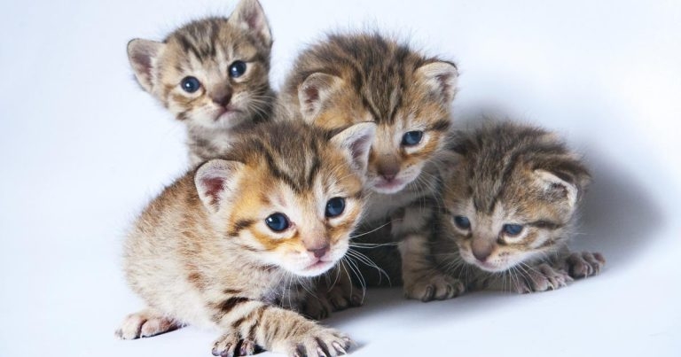 Toceranib phosphate use in cats