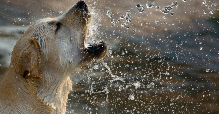 VPCs in a Labrador retriever