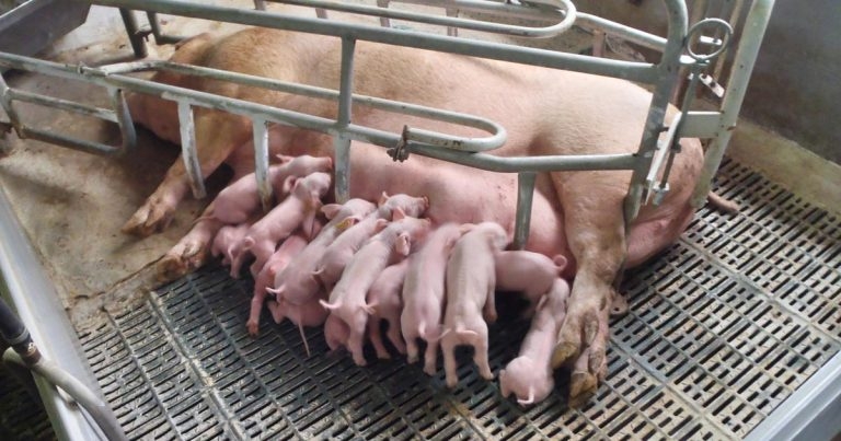 Vaccine protocols and immune enhancement strategies in pigs