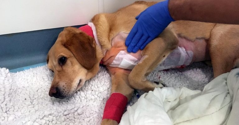 Acute pain management for companion animals