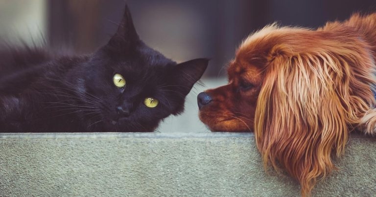 Fleas and ticks: understanding need for year-round protection