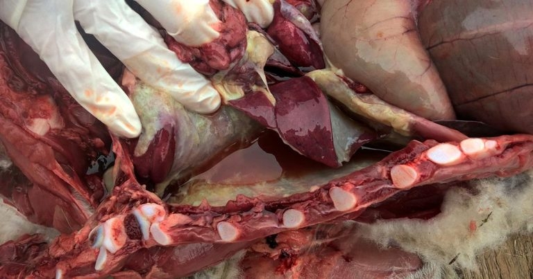 Pasteurellosis and mannheimiosis – susceptibility and management