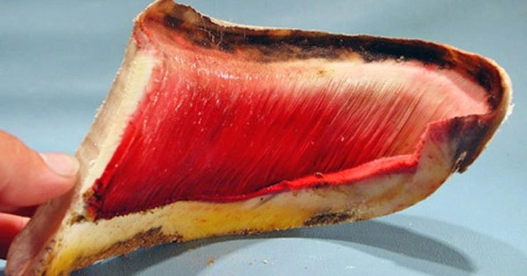 Foot infections in equine patients