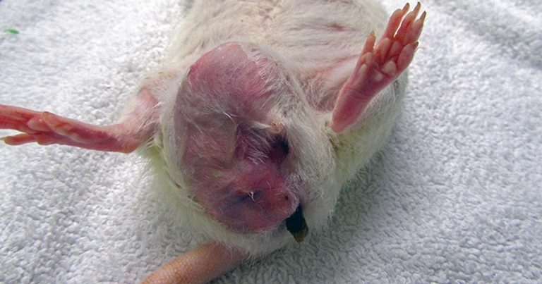 Spontaneous mammary tumours – part 2: rats