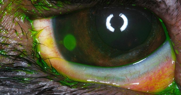 Ophthalmic conditions in canines