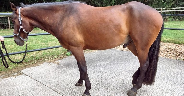 Approaching sedation in horses