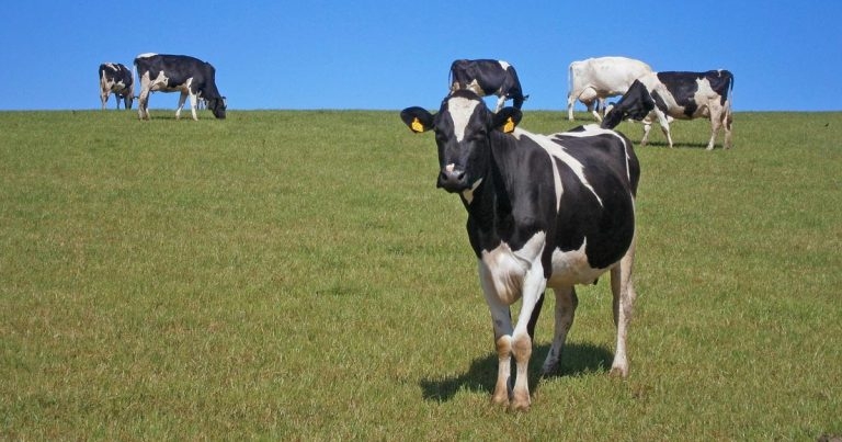 Reducing clinical mastitis: getting messages across to farmers