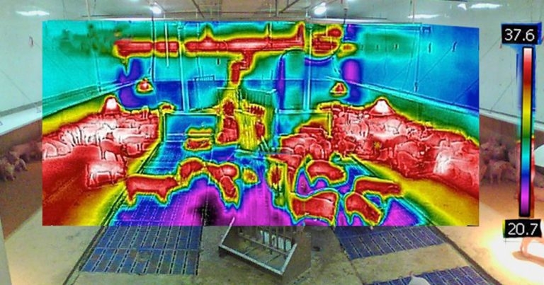 Methodology for investigating respiratory conditions in pigs