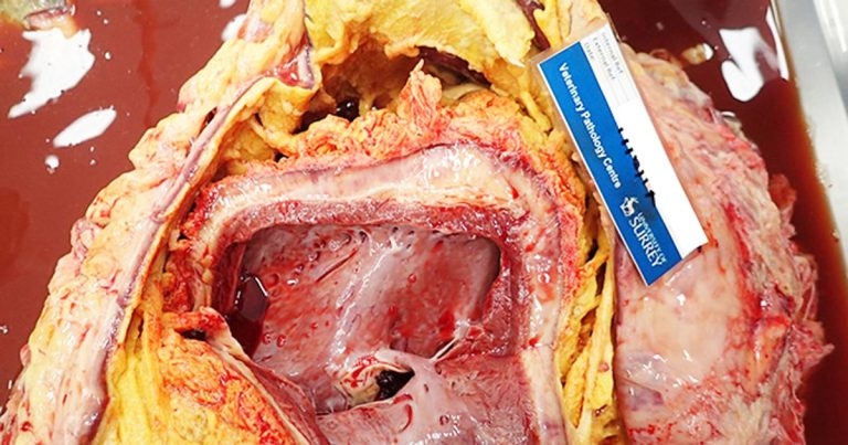 Farm animal pathology and disease surveillance: a new era