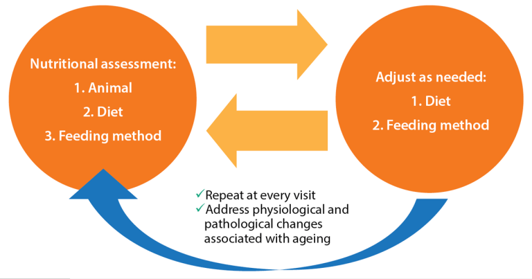 Senior pets: latest advice to give cat and dog owners