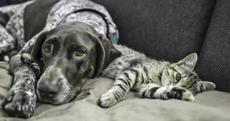 Concern as data shows 3.4m pets given up in past year