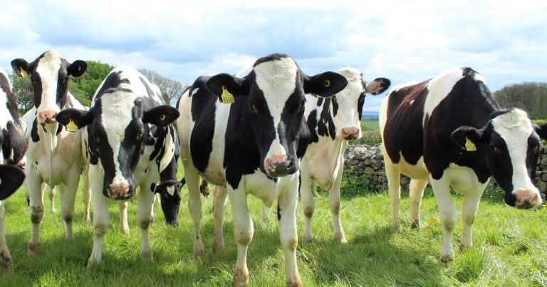 Impact of cattle farming on greenhouse gases ‘vastly overstated’