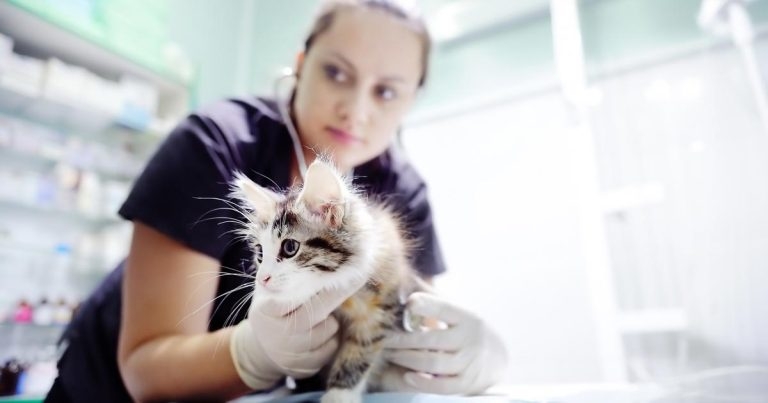 Vaccinations and health checks: most difficult consults of all?