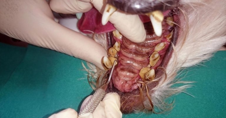 Probiotics in cats and dogs – uses and latest studies