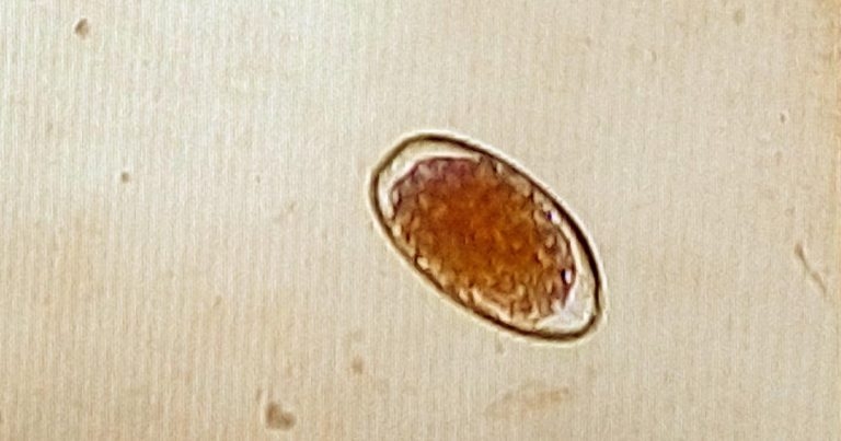 Worming adult UK dairy cattle: resistance update and therapies