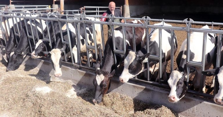 Bovine advanced reproductive technology