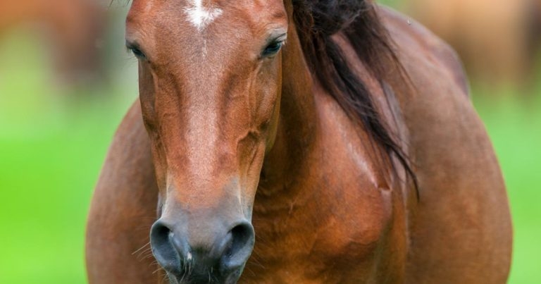 Broodmare management in UK: could it be better?