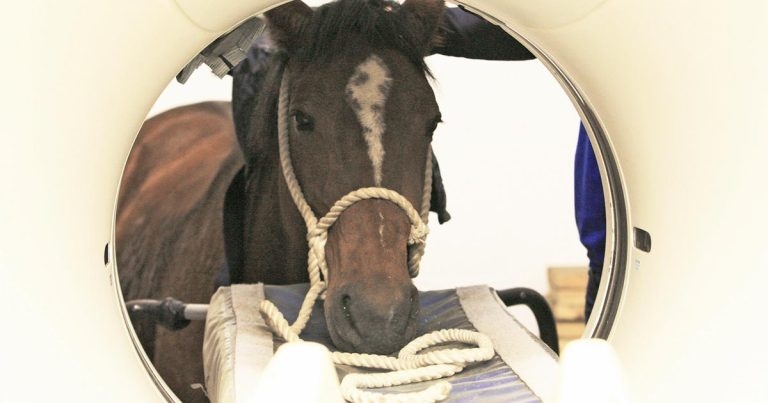 Update on headshaking in equine patients