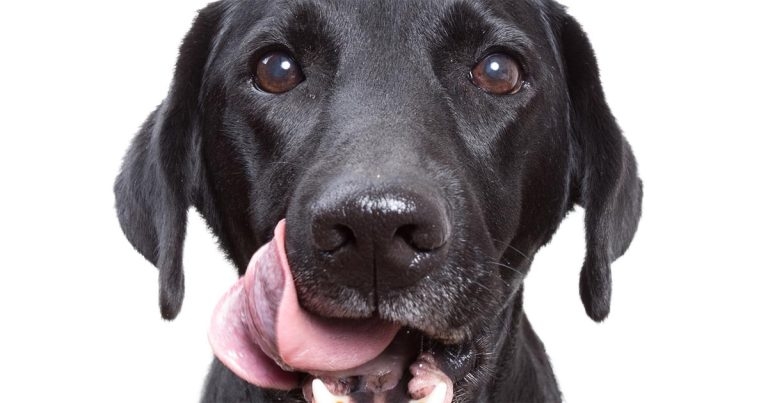 Cat and dog obesity: management and owner compliance techniques