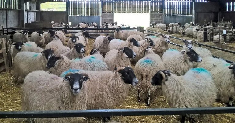 Pre-lambing preparation: feeding, metabolic profiles and minerals