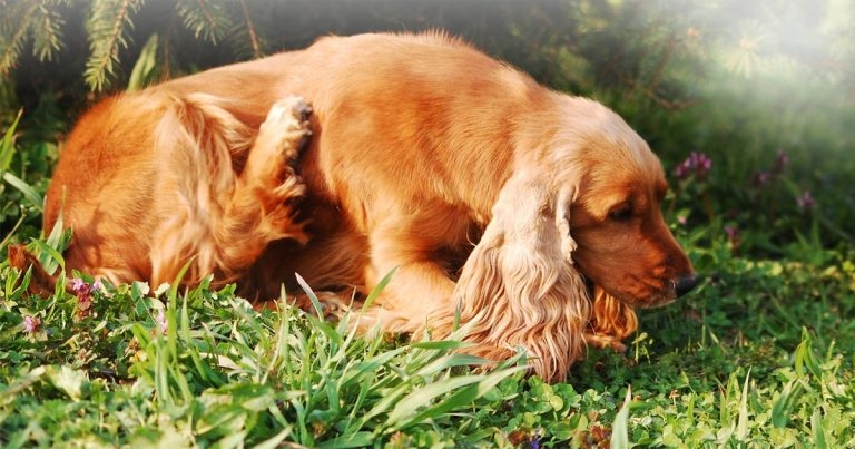 Update on atopic dermatitis in canine and feline patients