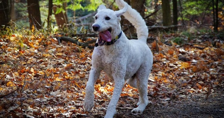 Alabama rot confirmed in more UK counties