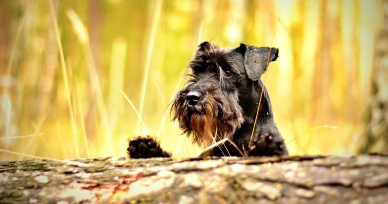 Vets confirm five new Alabama rot cases